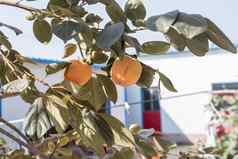 农业苹果苹果秋天分支食物新鲜的水果水果花园绿色收获健康的叶叶子自然自然果园有机桃子植物红色的成熟的夏天树