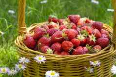 乡村柳条篮子多汁的成熟的草莓