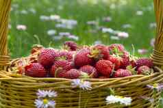 篮子完整的甜美的成熟的红色的草莓