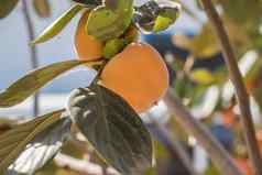 农业苹果苹果秋天分支食物新鲜的水果水果花园绿色收获健康的叶叶子自然自然果园有机桃子植物红色的成熟的夏天树