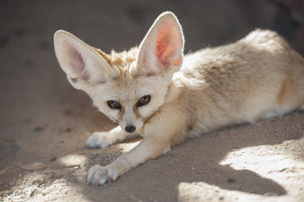 fennec沙漠<strong>狐狸</strong>说谎