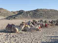 群单峰骆驼骆驼沙漠