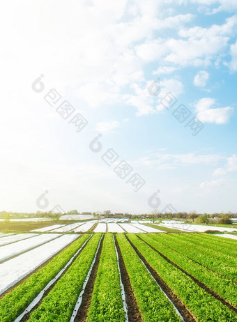 绿色农场土豆字段阳光明媚的早....一天纺粘agrofibre行覆盖物农业行业日益增长的土豆蔬菜有机农业欧洲美丽的农村景观