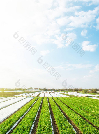 绿色农场土豆字段阳光明媚的早....一天纺粘agrofibre行覆盖物农业行业日益增长的土豆<strong>蔬菜</strong>有机农业欧洲美丽的农村<strong>景观</strong>