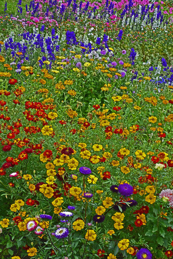 色彩鲜艳的花草地混合种植包括飞燕草