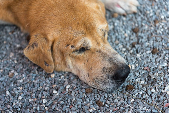 泰国棕色（的）流浪狗睡觉孤独的小姐