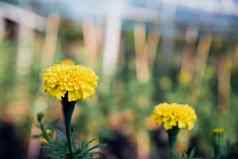 花万寿菊erecta黄色的颜色花园