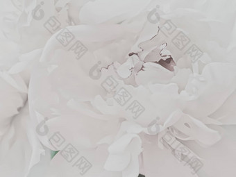 白色牡丹花摘要花背景假期品牌
