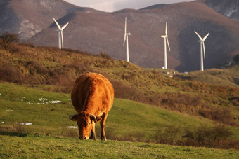 牛啃食草坪上前面行风发电机