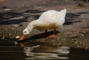 白色鸭喝水