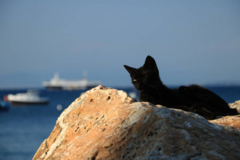 困了黑色<strong>的猫</strong>休息说谎岩石海后台