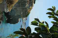 叶子热带榕属植物植物背景海岩石