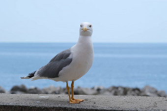 年轻的<strong>海鸥</strong>拍摄小镇riomaggiore辛