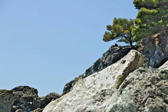 松植物悬崖利古里亚海<strong>五</strong>有