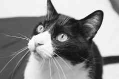 黑色的白色猫警报表达式