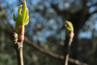 <strong>豆芽</strong>无<strong>花</strong>果植物春天小无<strong>花</strong>果小叶sproutin