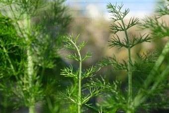 野生茴香可食用的芳香植物香叶子