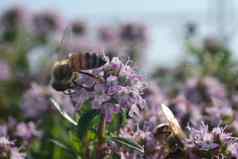 蜜蜂糟透了花蜜收集花粉百里香花宏