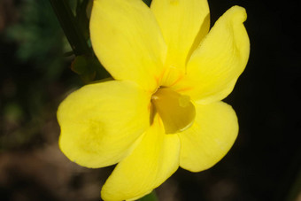 黄色的花冬天茉莉花宏摄影花瓣