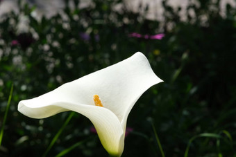 美丽的白色花<strong>马蹄莲</strong>春天开花意大利