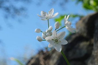 野生大蒜花开花白色颜色宏摄影