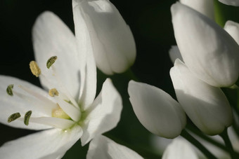 野生大蒜花开花白色颜色宏摄影