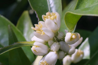 克莱门泰柑橘类花关闭香花