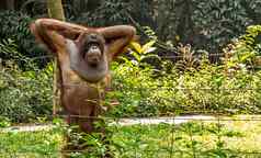 猩猩婆罗洲印尼穿pygmaeus