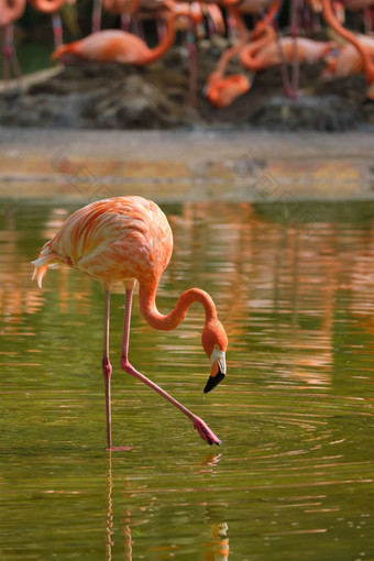 美国火烈鸟phoenicopterus红色的鸟