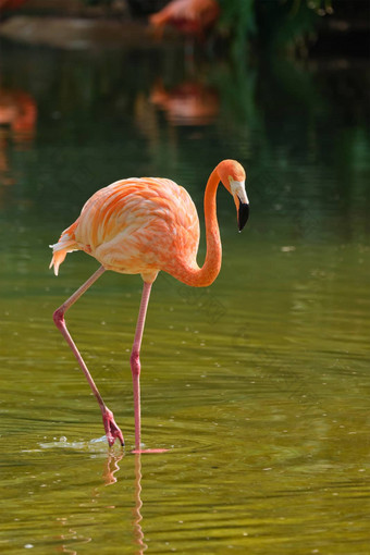 美国火烈鸟phoenicopterus红色的鸟