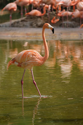 美国火烈鸟phoenicopterus红色的鸟