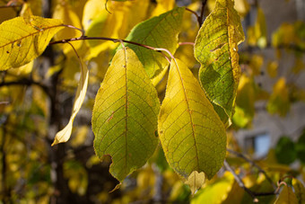 黄色的叶子黄色的秋天秋天叶子黄色的树