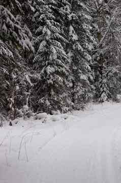美丽的景观森林冬季雄伟的高松树覆盖雪温和的光美冬天自然