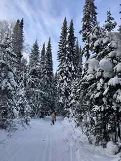 美丽的景观森林冬季雄伟的高松树覆盖雪温和的光美冬天自然