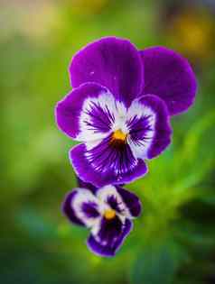 紫色的紫罗兰色的花花园