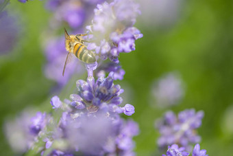 蜂蜜蜜蜂着陆盛<strong>开</strong>的紫色的薰衣草<strong>开</strong>花收集蜂蜜<strong>普尔</strong>绿色背景