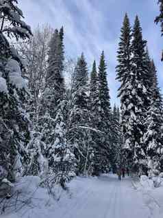 美丽的景观森林冬季雄伟的高松树覆盖雪温和的光美冬天自然