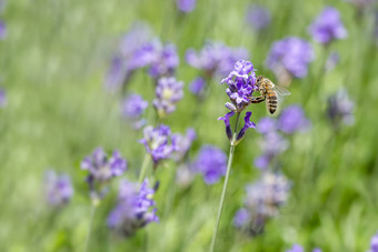蜂蜜蜜蜂着陆盛<strong>开</strong>的紫色的薰衣草<strong>开</strong>花收集蜂蜜<strong>普尔</strong>绿色背景