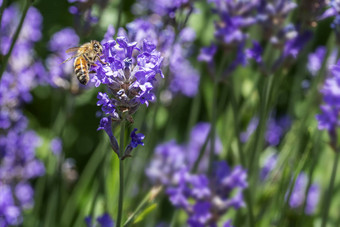 蜂蜜蜜蜂着陆盛开的紫色的薰衣草开花收集蜂蜜普尔绿色背景