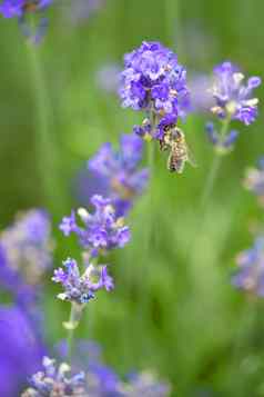 蜂蜜蜜蜂着陆盛开的紫色的薰衣草开花收集蜂蜜普尔绿色背景
