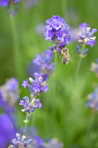 蜂蜜蜜蜂着陆盛<strong>开</strong>的紫色的薰衣草<strong>开</strong>花收集蜂蜜<strong>普尔</strong>绿色背景