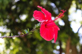 宏芙蓉一边明显细节囊雌蕊芙蓉蔷薇-<strong>中华</strong>中国人芙蓉中国玫瑰夏威夷芙蓉玫瑰锦葵擦皮鞋的人植物