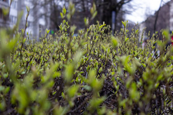 年轻的春天叶子味蕾花园灌木初露头角的味蕾花园植物早期春天花园关闭部分图像焦点