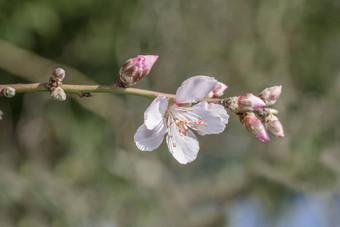 <strong>樱花日本</strong>粉红色的樱桃开花花蓝色的东京天空<strong>日本</strong>