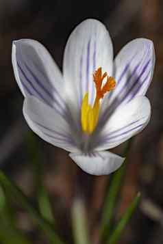 特写镜头白色紫色的番红花属花模糊土壤颜色背景