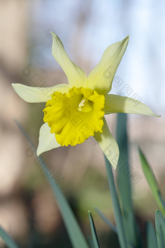 黄色的水仙花花盛开的早期春天太阳光场