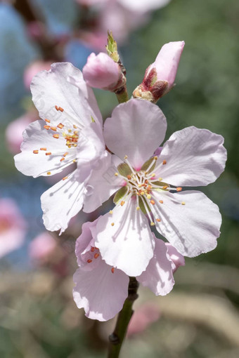 粉红色的日本樱桃开花盛开的季节结束冬天蓝色的天空