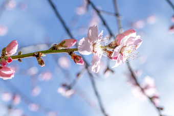 粉红色的日本樱桃开花盛开的季节结束冬天蓝色的天空