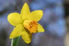 黄色的水仙花花盛开的早期春天太阳光场