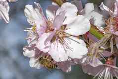 蜜蜂飞行粉红色的日本樱桃开花盛开的季节结束冬天蓝色的天空